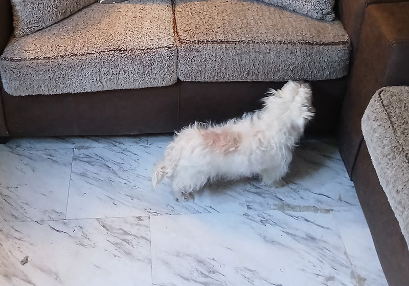 Frequent Scratching
